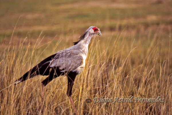 Secretary-Bird-on-the-prowl-Kenya